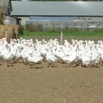 ブログ　品質と原産国