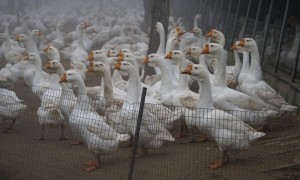 ブログ　中国視察②